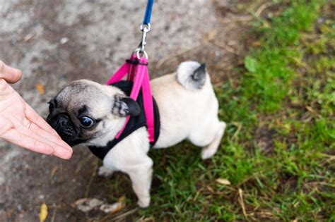 Rura u psów: w jakim wieku się zaczyna i jak długo trwa